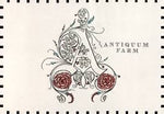 Antiquum Farm Aurora Rose